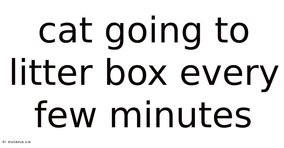 Cat Going To Litter Box Every Few Minutes