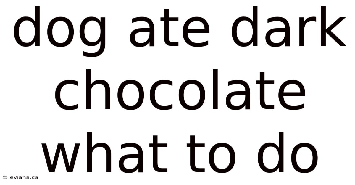 Dog Ate Dark Chocolate What To Do
