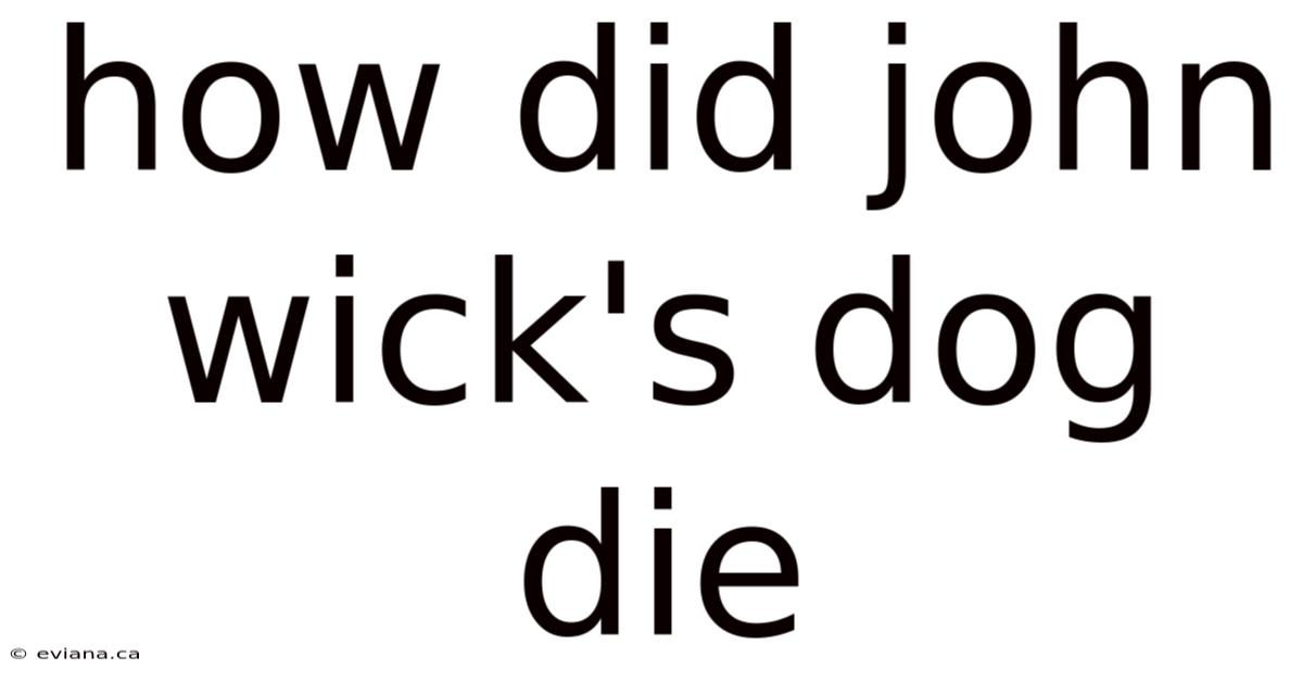 How Did John Wick's Dog Die
