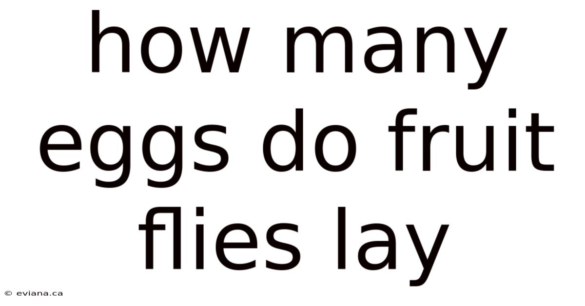 How Many Eggs Do Fruit Flies Lay