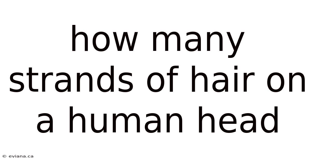 How Many Strands Of Hair On A Human Head