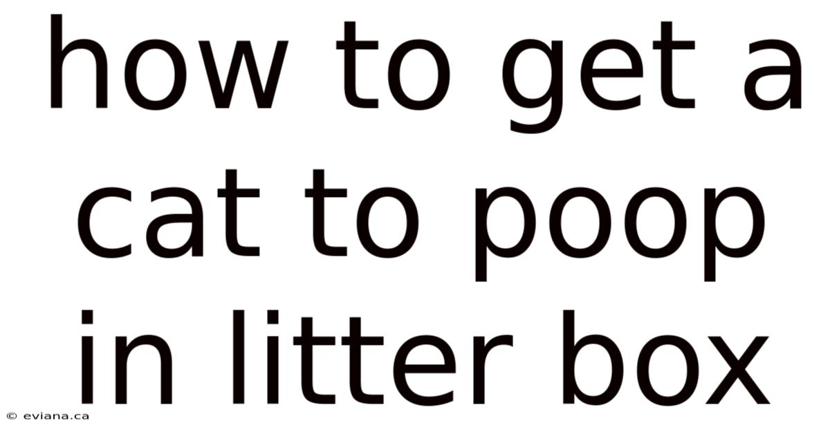 How To Get A Cat To Poop In Litter Box