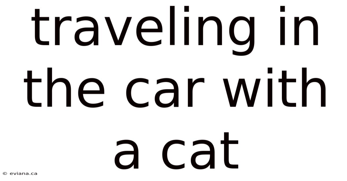 Traveling In The Car With A Cat
