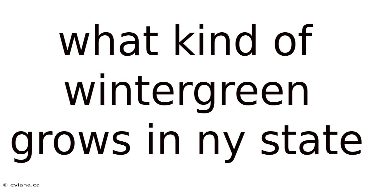 What Kind Of Wintergreen Grows In Ny State